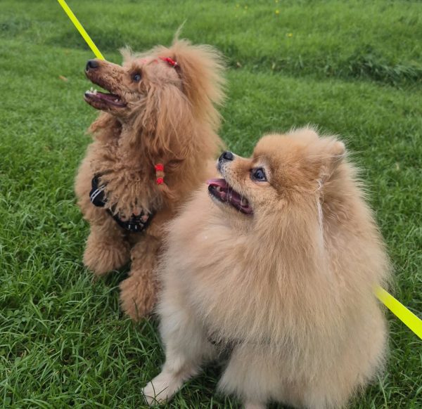 Aria, pudel toy, i Kimi, pomeranian, razem na trawie.